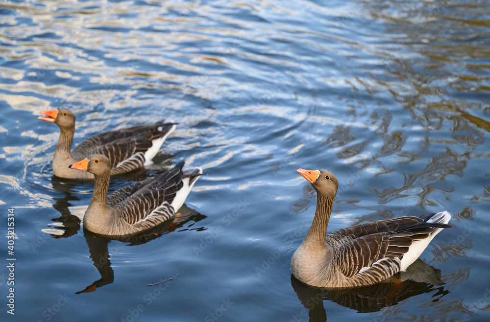 Three greylag geese in Kelsey Park, Beckenham, Greater London. Greylag geese swim on the lake in the park. There are many greylag geese in Kelsey Park, Beckenham, Kent. Greylag goose (Anser anser), UK Three greylag geese in Kelsey Park, Beckenham, Greater London. Greylag geese swim on the lake in the park. There are many greylag geese in Kelsey Park, Beckenham, Kent. Greylag goose (Anser anser), UK