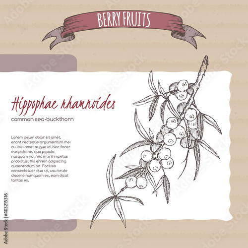 Hippophae rhamnoides aka Common sea buckthorn branch sketch on cardboard background. Berry fruits series.
