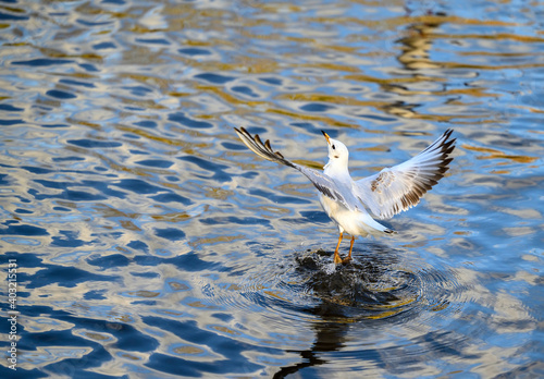 Juvenile black-headed gull in winter plumage in Kelsey Park, Beckenham, Greater London. The gull is flying over the lake. Black-headed gull (Chroicocephalus ridibundus), UK. photo