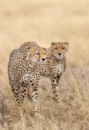 Vertical portrait of two adult cheetah walking in Serengeti National Park in Tanzania