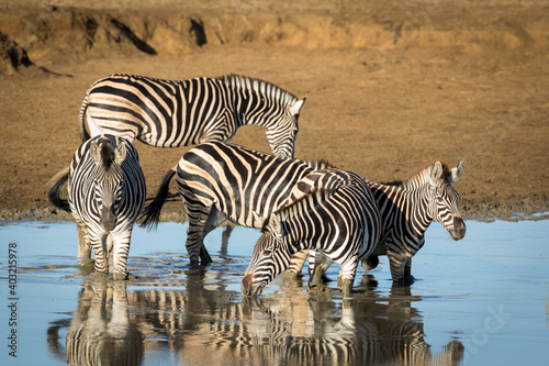 Zebra herd standing in muddy water in early morning sunshine in Kruger Park in South Africa
