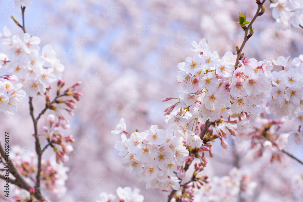 春の桜