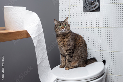 Cute cat sitting on toilet bowl with rolls of paper