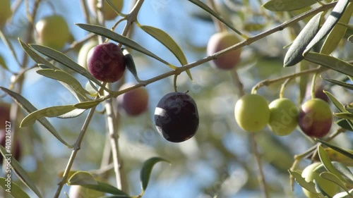 Ripe olive in a olive tree a sunny day photo