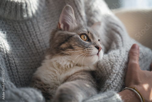 Obraz na płótnie Beautiful fluffy gray cat on the hands of a woman in a fluffy cozy sweater w salonie