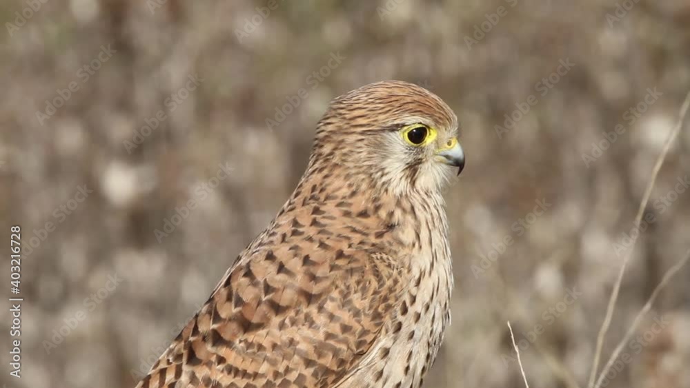 Portrait of juvenile Common Kestrel Portrait of juvenile Common Kestrel