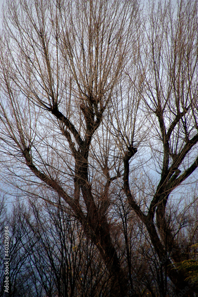 Trees in the countryside in a winter day Trees in the countryside in a winter day