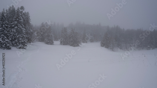 trees in snow
