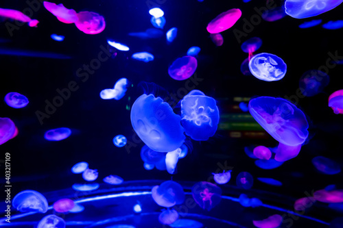 Energetic jellyfish are floating in the ocean © onlyyouqj