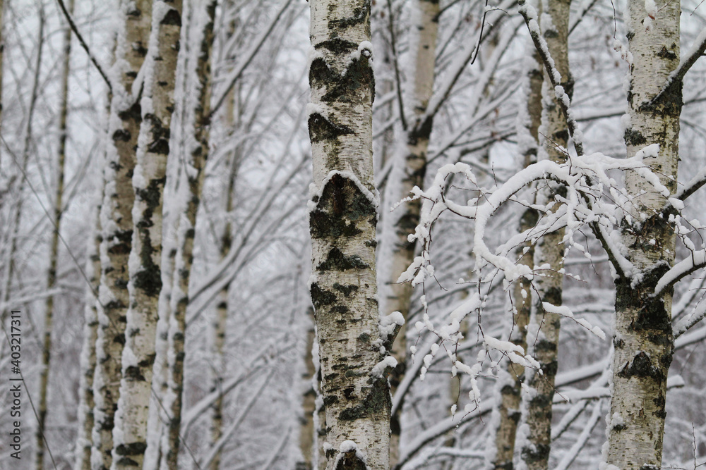 Obraz premium Birch grove in the snow in winter