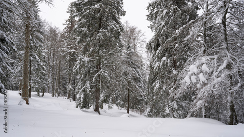 snow covered trees