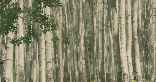 Aspen tree forest in Rocky mountains
