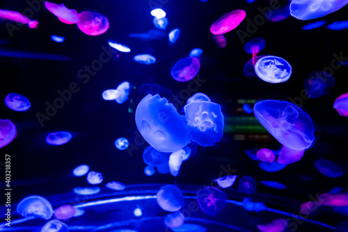 Energetic jellyfish are floating in the ocean © onlyyouqj