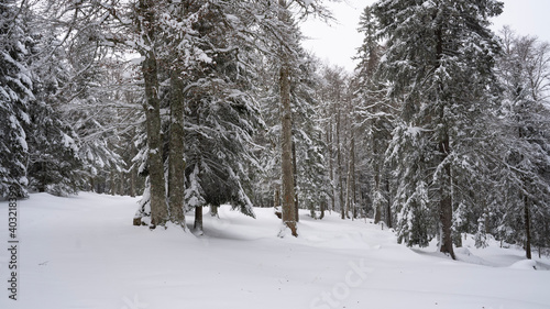 snow covered trees © Cyril