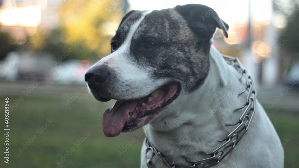 Beautiful white dog with a tiger mask in a metal collar sits and poses at the camera Beautiful white dog with a tiger mask in a metal collar sits and poses at the camera