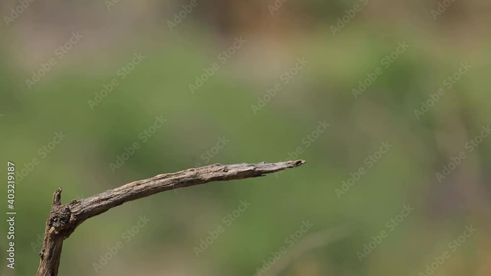 White-throated Kingfisher (Halcyon smyrnensis) hunts a Roughtail Rock Agama