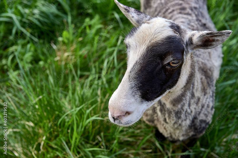 Young sheep in a meadow close up Young sheep in a meadow close up