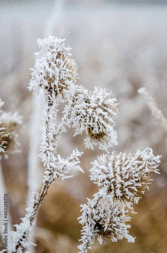 The first snow in the plains of Vojvodina. Novi Sad, Serbia 