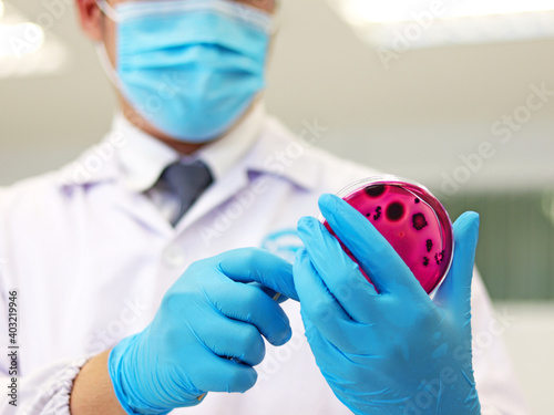 Scientist analysis Escherichia coli (E.coli) with Eosin Methylene Blue (EMB) Agar in Petri dish drop dye solution test metallic green sheen colonies, hold in hand with nitrile gloves in medical lab. photo