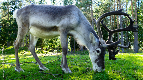 Fototapeta Naklejka Na Ścianę i Meble -  Grazing reindeer Finland