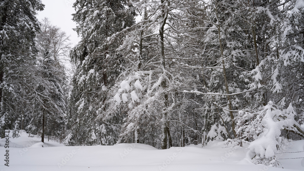 snow covered trees snow covered trees