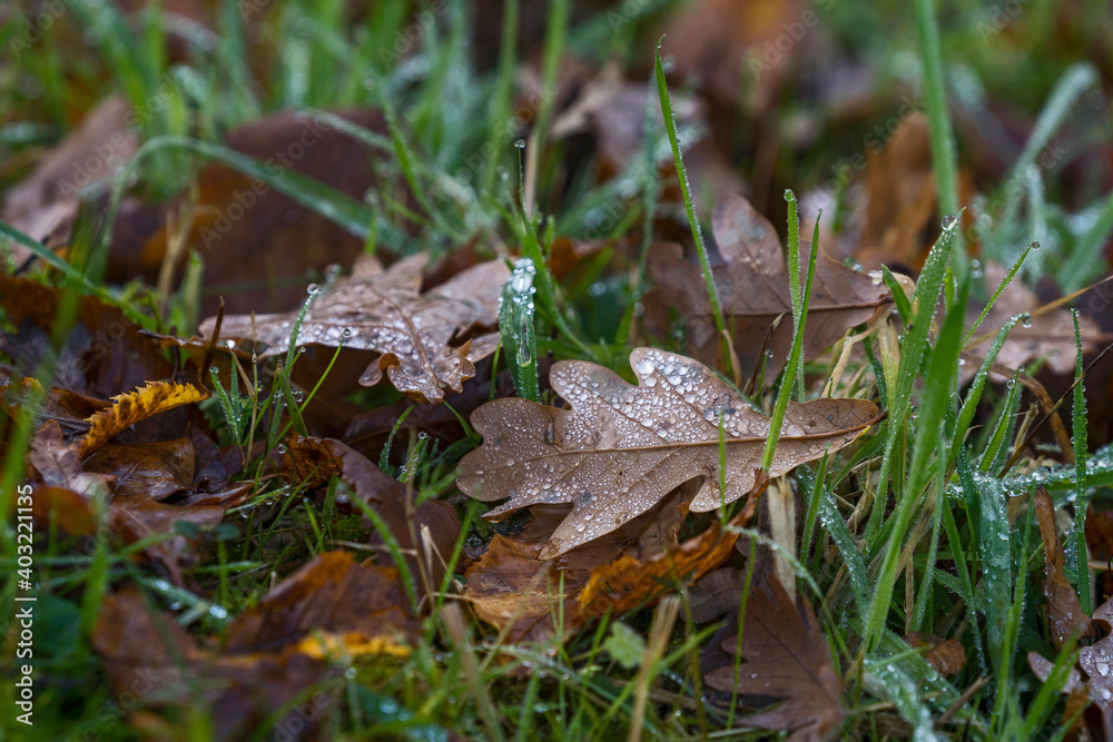 Nature Outdoor autumn foggy dust Nature Outdoor autumn foggy dust