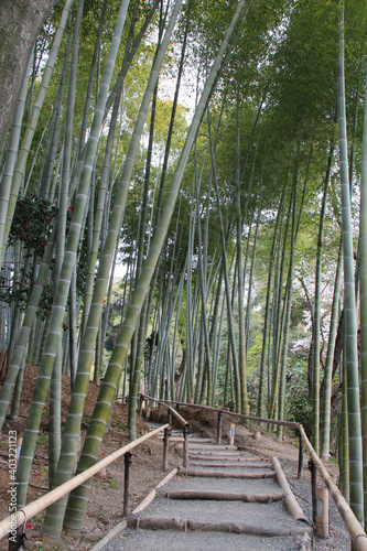 bamboo forest in kyoto (japan)