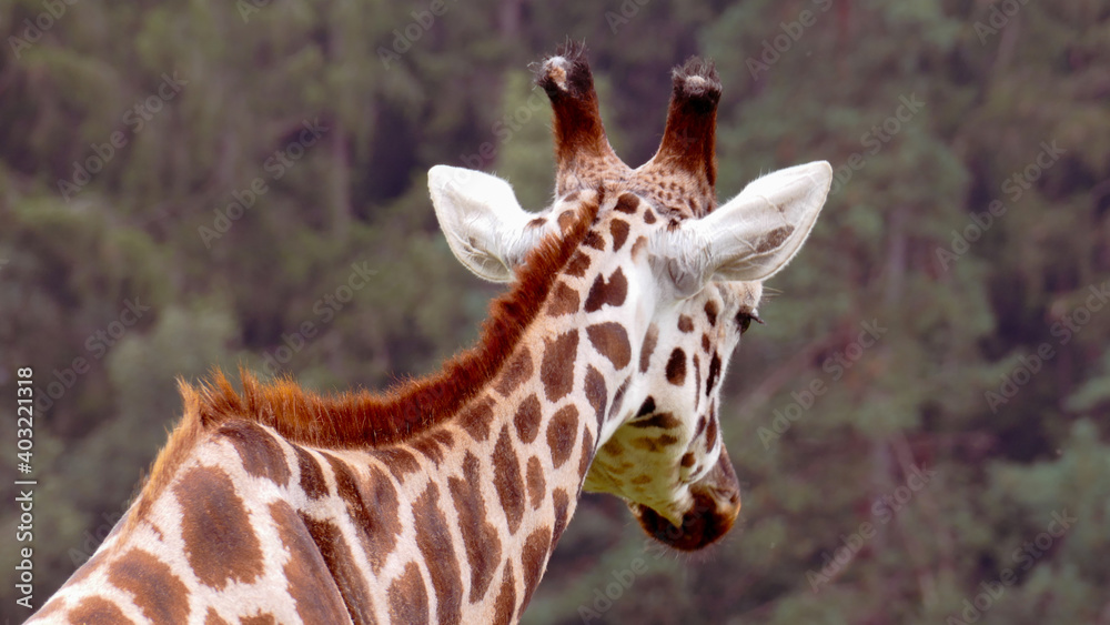 Obraz premium Giraffe from behind