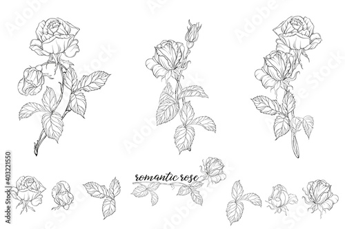 Fototapeta Naklejka Na Ścianę i Meble -  Vector set of flower compositions with rose flowers.