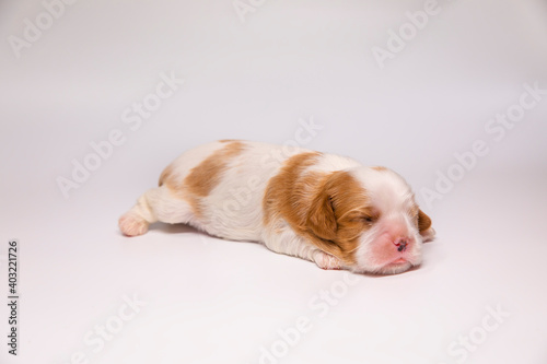 1 week old puppy of breed Cavalier King Charles Spaniel