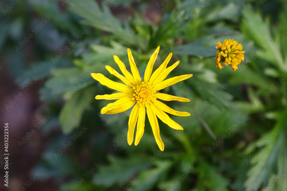 yellow dandelion flower yellow dandelion flower