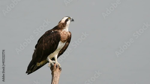 Osprey (Pandion haliaetus) Standing on a branch above the water