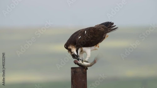 Osprey (Pandion haliaetus) eats fish after the hunt