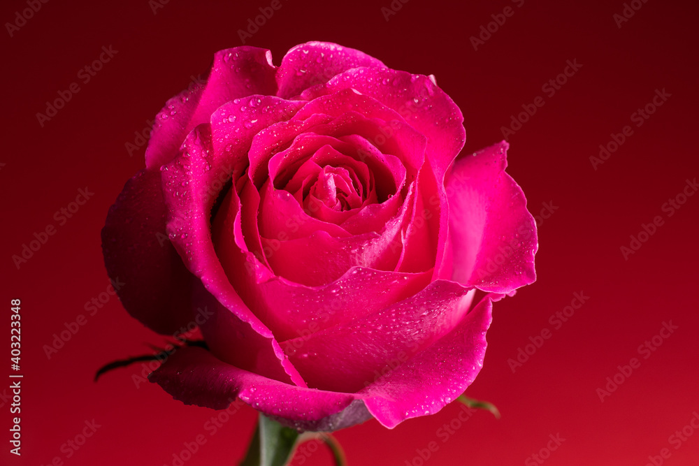 Pink rose on red background with drops Pink rose on red background with drops