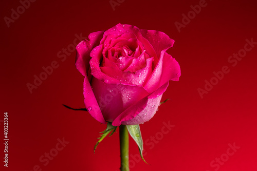 Pink rose on red background with drops