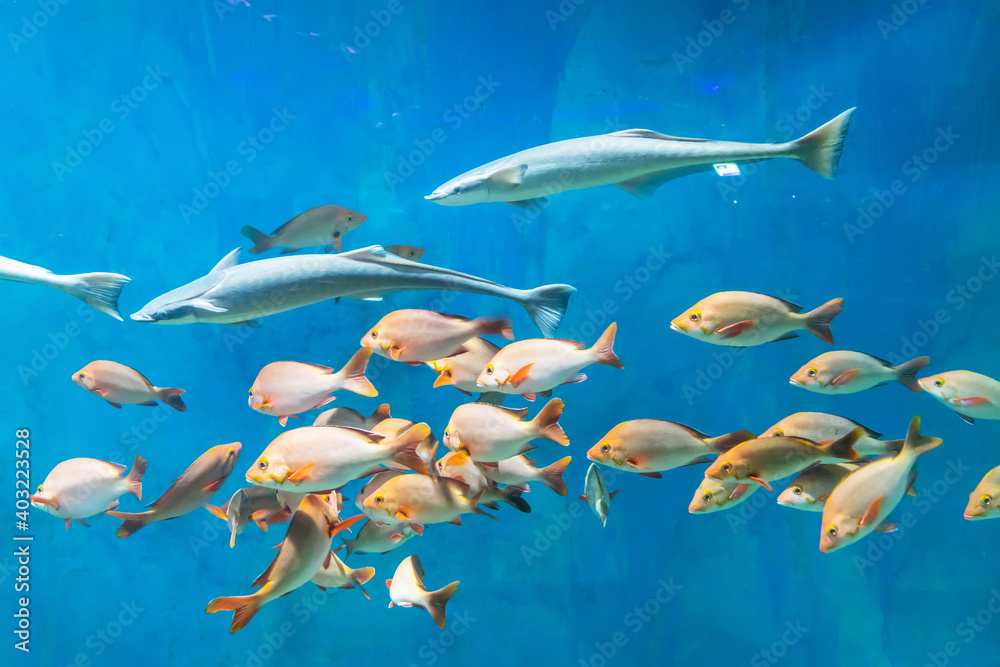 Obraz premium Fish and landscape in the aquarium