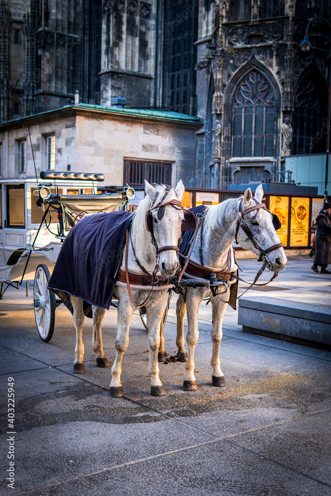 Two white horses harnessed to a carriage near St Stephen's Cathedral, Stephansplatz. Traditional touristic transport attraction in Vienna. Golden our colors. Two white horses harnessed to a carriage near St Stephen's Cathedral, Stephansplatz. Traditional touristic transport attraction in Vienna. Golden our colors.