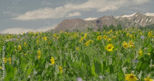 Scenic vista of Rocky mountains and a yellow flower meadow in foreground