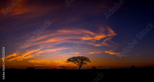 Panorama silhouette tree in africa with sunset.Tree silhouetted against a setting sun.Dark tree on open field dramatic sunrise.Typical african sunset with acacia trees in Masai Mara  Kenya