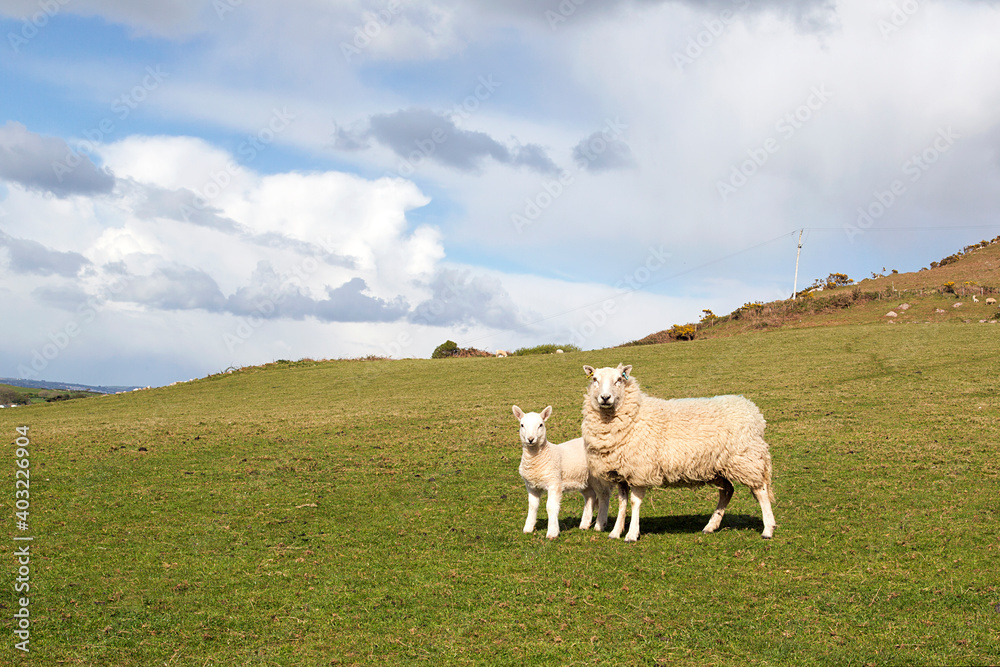 Sheep with her lamb on a Welsh hillside with cloudscape during lambing season - copyspace.