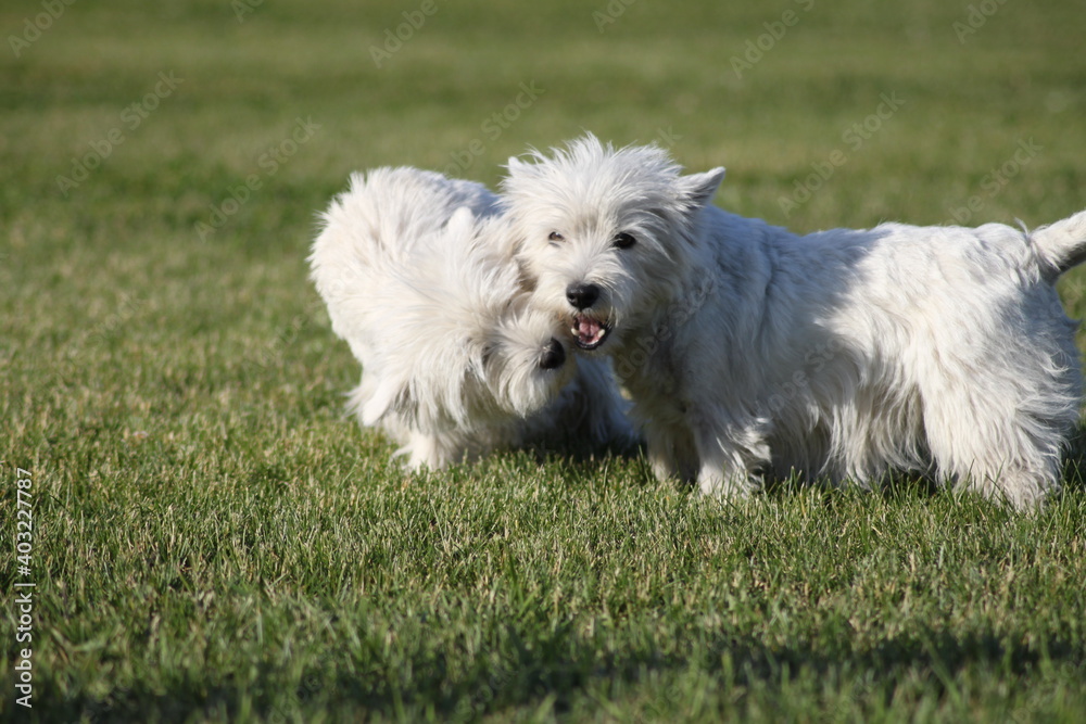 West highland white terriers