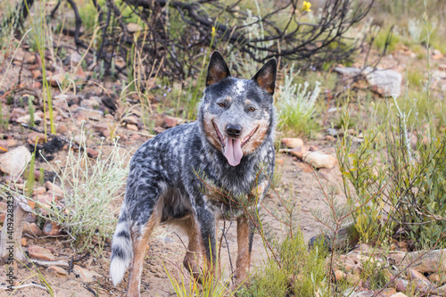 Young male Australian Cattle Dog  Blue heeler  standing looking at the camera on a hiking trail