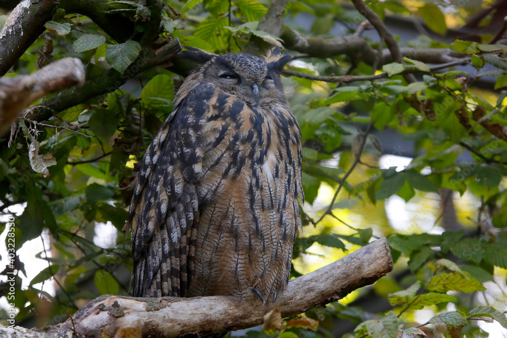 Uhu (Bubo bubo) Wildvogel, Mitteleuropa Uhu (Bubo bubo) Wildvogel, Mitteleuropa