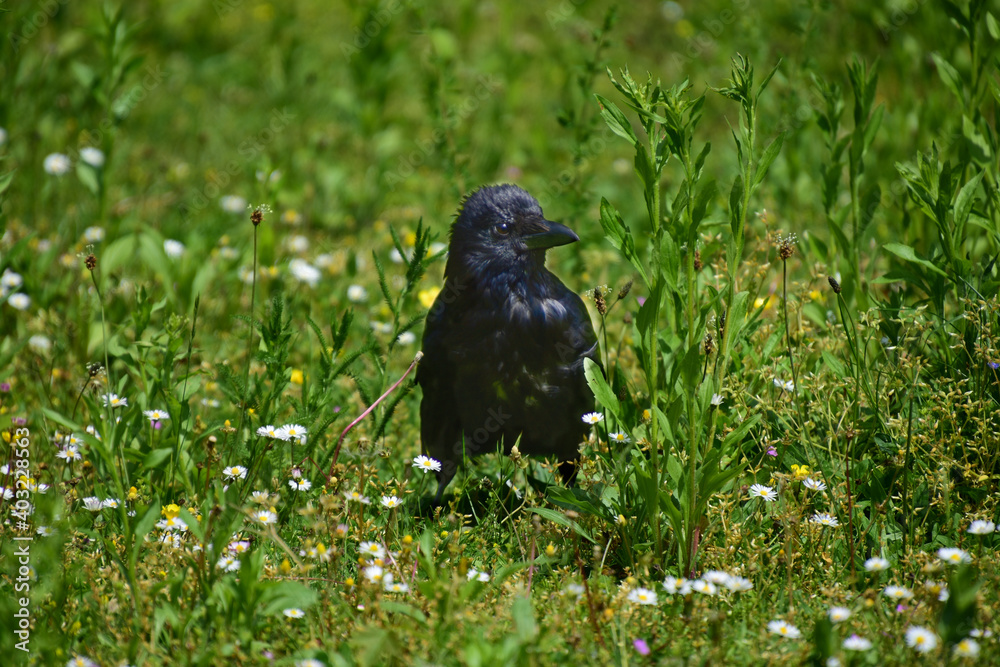 Rabenvögel (Corvidae) - Saatkrähe (Corvus frugilegus) Rabenvögel (Corvidae) - Saatkrähe (Corvus frugilegus)