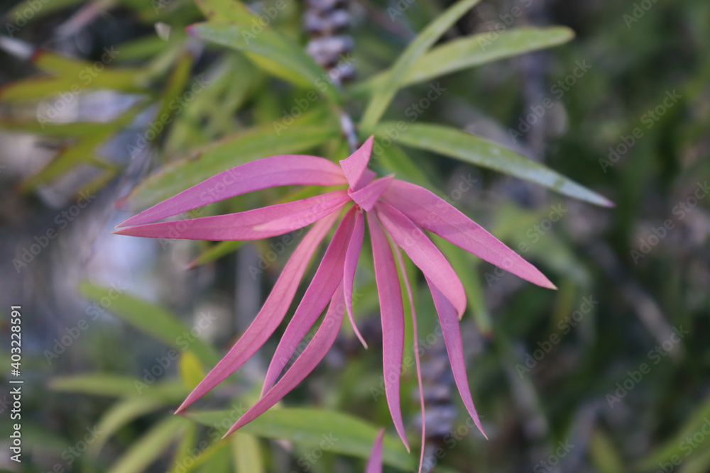 Fototapeta premium close up of pink flower