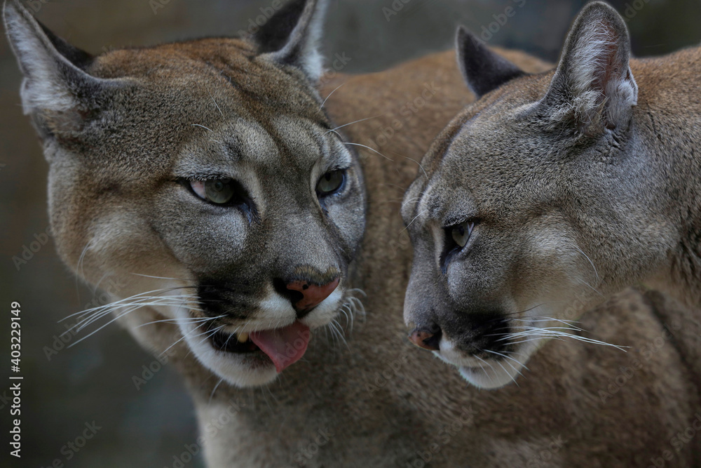 Naklejka premium Puma (Puma concolor) Paar, Portrait, Kopf, Mittel- und Südamerika