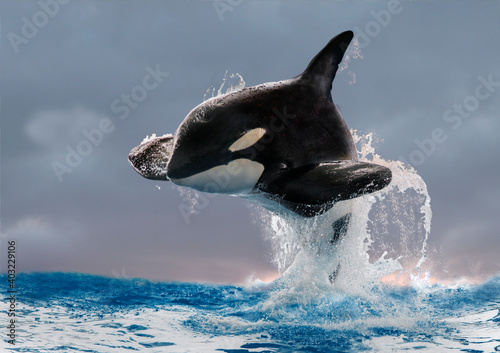 Schwertwal (Orcinus orca), Killerwal springt aus Wasser