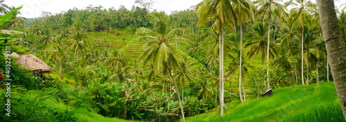 vue panoramique rizière bali