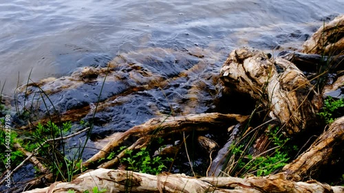 Close up shot of water lapping the roots of paperbark trees at Myall Lakes National Park, Australia.  photo