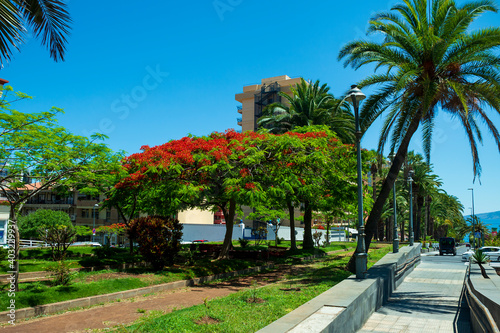Street with flamboyant trees in Puerto de la Cruz, Tenerife, Canary Islands.